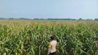 IMG-20260622-WA0005